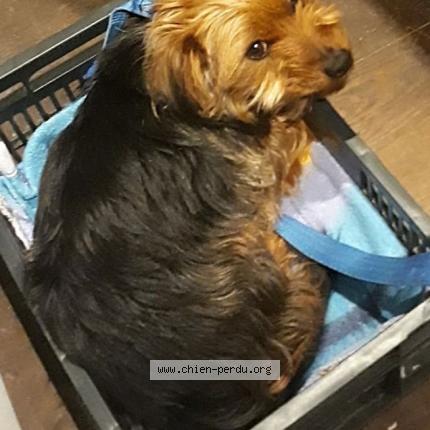 Photo 1/1 Loulou Chien lost in Chateauneuf d ille et vilaine