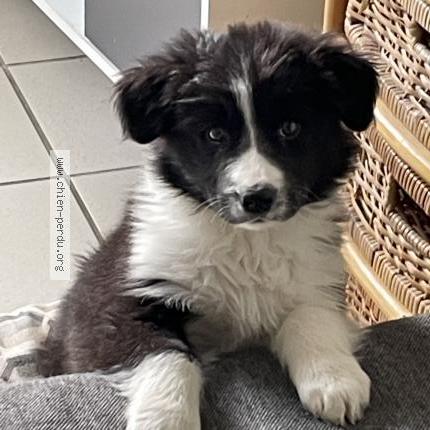 Photo 1/1 Arön Chien lost in Doyet