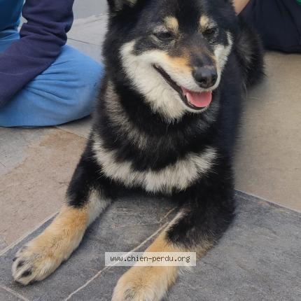 Photo 1/1 Blacky Chien lost in Viry chatillon