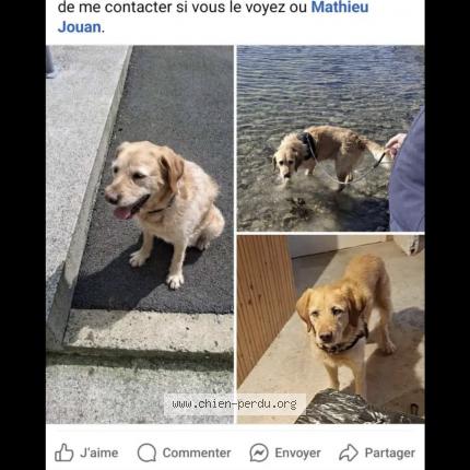 Photo 1/1 Joker Chien lost in Plaintel