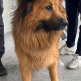 Picture of dog found at Hem