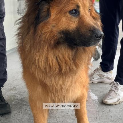 Photo 1/1 Found dog Found in Hem