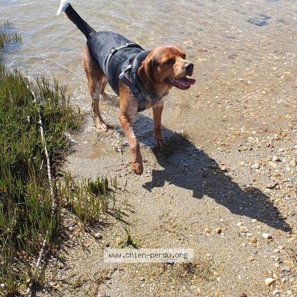 Photo 1/1 Pablo Chien lost in Asnieres sur vegre