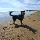 Picture of dog lost at Asnieres Sur Vegre