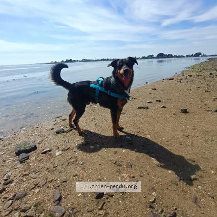 Photo 1/1 Layko Chien lost in Asnieres sur vegre