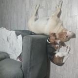 Picture of dog lost at R Calzada