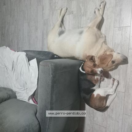 Photo 1/1 Kira Chien lost in R calzada