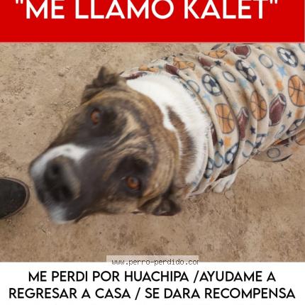 Photo 1/1 Kalet Chien lost in Lima