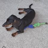 Picture of dog lost at Brette Les Pins