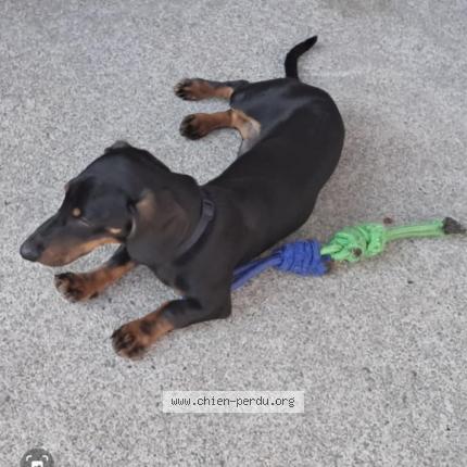 Photo 1/1 Milo Chien lost in Brette les pins