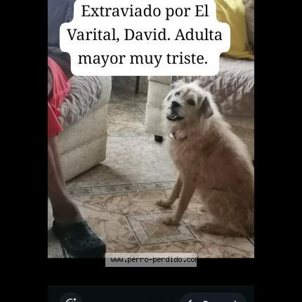 Photo 1/1 Larry Chien lost in David