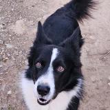 Picture of dog lost at Fourques