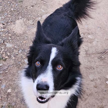 Photo 1/1 Scotty Chien lost in Fourques