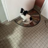 Picture of dog lost at La Haye Du Puits