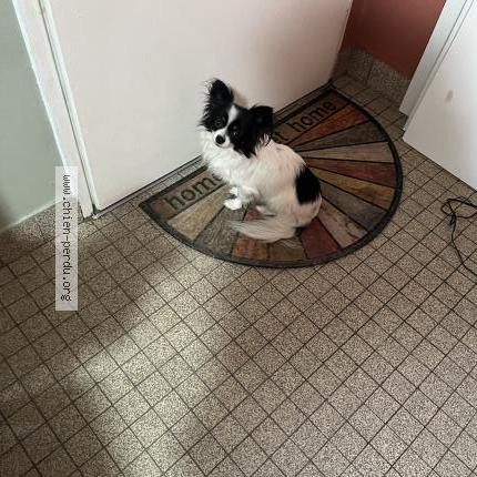 Photo 1/1 Mia Chien lost in La haye du puits