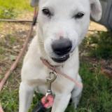 Picture of dog lost at Acheres