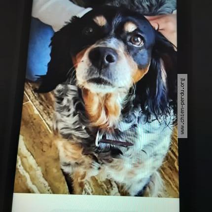 Photo 1/1 Miss Chien lost in Beaurains