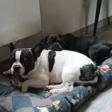 Picture of dog lost at Lignieres En Vimeu