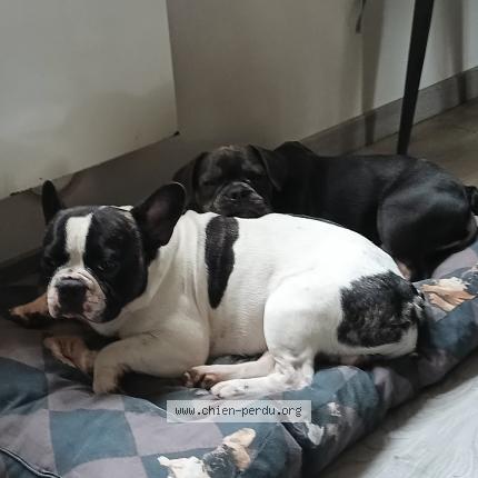 Photo 1/1 Huscane Chien lost in Lignieres en vimeu