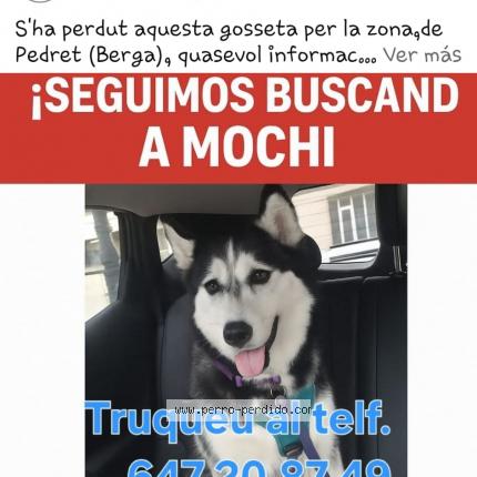 Photo 1/2 Mochi Chien lost in Berga