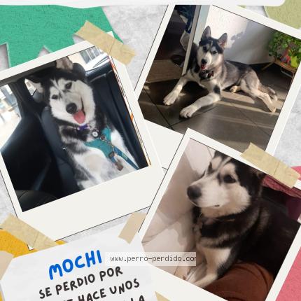 Photo 2/2 Mochi Chien lost in Berga