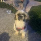 Picture of dog found at Reignier