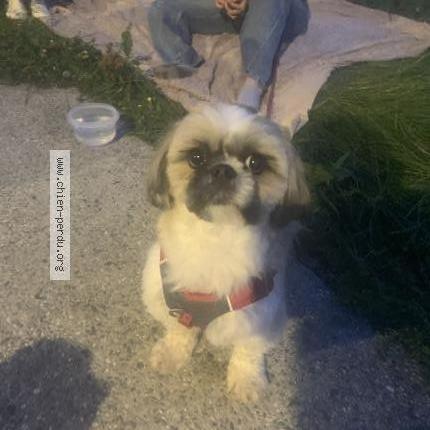 Photo 1/1 Found dog Found in Reignier