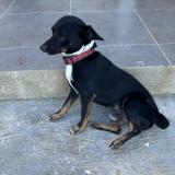 Picture of dog lost at Cabrera