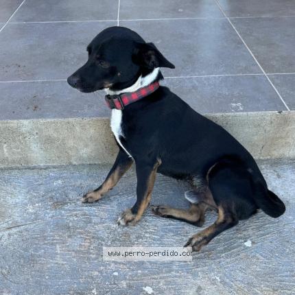 Photo 1/1 Toby Chien lost in Cabrera