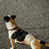 Picture of dog found at Annecy