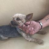 Picture of dog lost at Churriana