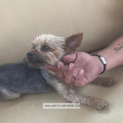 Photo 1/1 Maggie Chien lost in Churriana