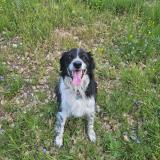 Picture of dog lost at Cruviers Lascours