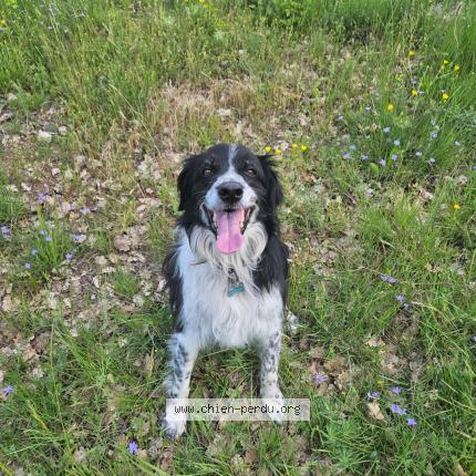 Photo 1/1 Leny Chien lost in Cruviers lascours