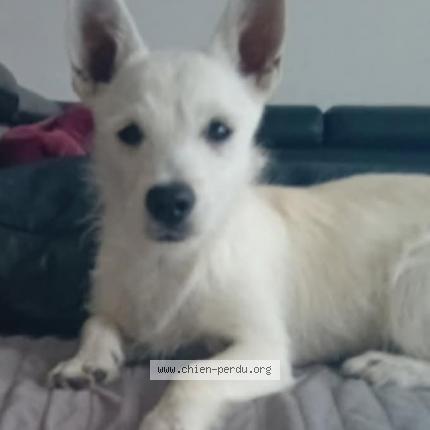 Photo 1/1 Willo Chien lost in Auchel