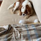 Picture of dog lost at Evere