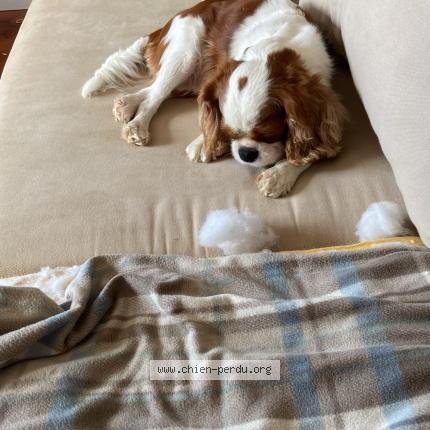 Photo 1/1 Bindy Chien lost in Evere