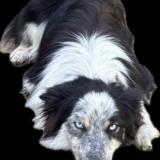 Picture of dog lost at Andoins