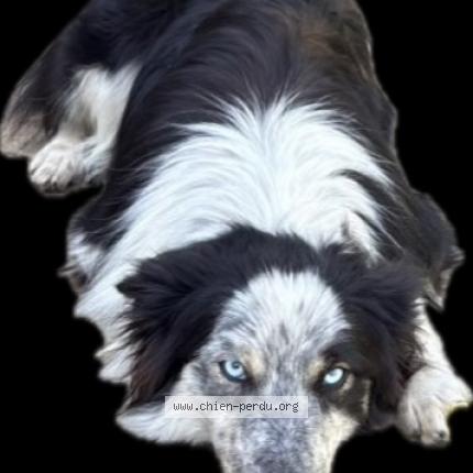 Photo 1/1 Perle Chien lost in Andoins