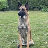 Picture of dog lost at Carquefou