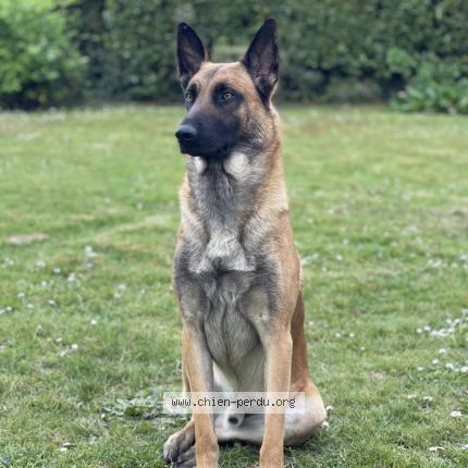 Photo 1/1 Tyron Chien lost in Carquefou