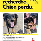 Picture of dog lost at Bruxelles