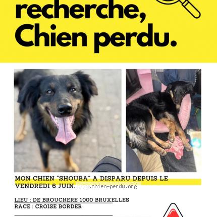 Photo 1/1 shuba Chien lost in Bruxelles