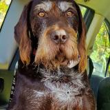 Picture of dog lost at La Tour Du Pin