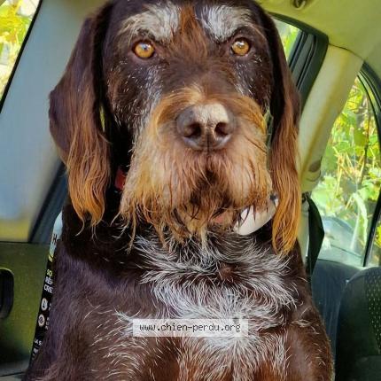 Photo 1/2 Boby Chien lost in La tour du pin