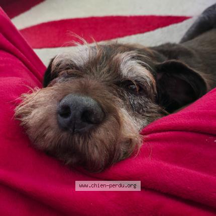 Photo 2/2 Boby Chien lost in La tour du pin