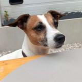 Picture of dog lost at Teneur