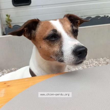 Photo 1/1 Ness Chien lost in Teneur