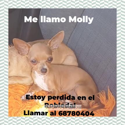 Photo 1/1 Molly Chien lost in San pablo viejo