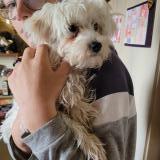 Picture of dog found at Chambery